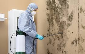 Why You Should Choose Our Mold Remediation Services in Woodmere, LA